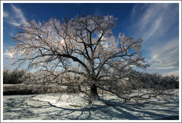 Old Oak on Ice
Heritage Hunt, VA